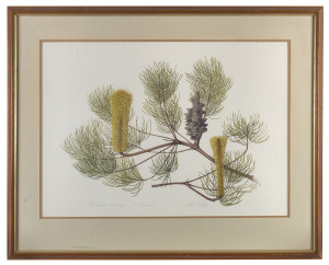 CELIA ROSSER (1930-) Banksia Tricuspis Meissner chromolithograph