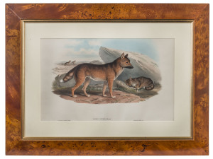 JOHN GOULD (1804-1881), Canis Dingo, Blumenb, hand coloured engraving