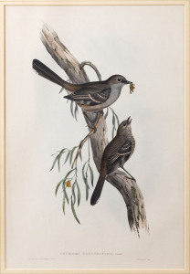 JOHN GOULD (1804-1881), I. Colluricincla Selbii, II. Eopsaltria Griseogularis, III. Drymodes Brunneopygia, ​hand coloured lithographs