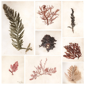 A 19th century album containing 209 pressed seaweed specimens collected from Port Phillip, inscribed "John Ballantyne, Queenscliff, near Melbourne, Australia, 1858"