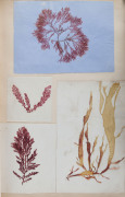 A 19th century album containing 209 pressed seaweed specimens collected from Port Phillip, inscribed "John Ballantyne, Queenscliff, near Melbourne, Australia, 1858" - 5