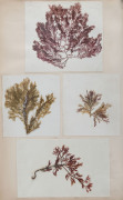 A 19th century album containing 209 pressed seaweed specimens collected from Port Phillip, inscribed "John Ballantyne, Queenscliff, near Melbourne, Australia, 1858" - 7