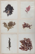 A 19th century album containing 209 pressed seaweed specimens collected from Port Phillip, inscribed "John Ballantyne, Queenscliff, near Melbourne, Australia, 1858" - 10