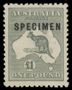 COMMONWEALTH OF AUSTRALIA: Kangaroos - Third Watermark: £1 Grey, overprinted SPECIMEN, Type C sub-type 2, showing the "Shaved P" variety in the overprint. Superb unmounted. BW:53xf - not priced in this condition. Exceptionally well centred.