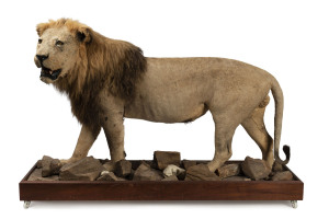 A full mounted taxidermied male African lion, 20th century