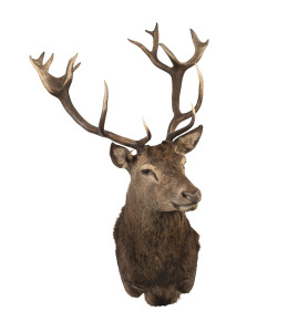 A taxidermied shoulder mounted red deer, 20th century