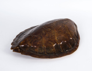 A sea turtle shell, early 20th century