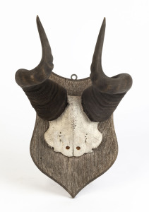 Hartebeest mounted horns on hardwood board, early 20th century