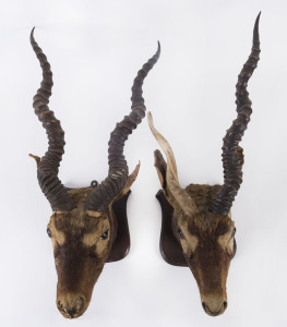 A pair of African antelope taxidermied heads, 19th century,