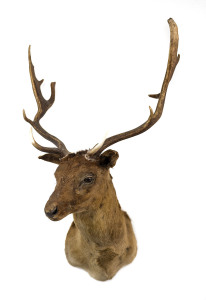 A taxidermied shoulder mounted deer's head, 20th century,