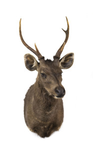 A taxidermied shoulder mounted Samba deer, 20th century,