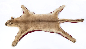 A female lion skin rug with red felt backing, early to mid 20th century, 