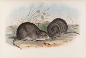 JOHN GOULD [1804-1881], Broad-Faced Rat - Hypsiprymnus Platyops, hand-coloured lithograph from “The Mammals of Australia”, 1845 - 1863, 34 x 48cm. and, JOHN GOULD [1804-1881], Woolly Phascogale (Kultarr) - Phascigale Lanigera, hand-coloured lithograph f