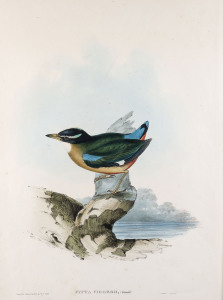 JOHN GOULD [1804-1881], Vigor's Pitta - Pitta Vigorsii, hand-coloured lithograph (by Elizabeth Gould) from “Birds of Australia”, 1848 - 1869, 43 x 32cm (accompanied by the original descriptive sheet).