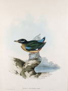 JOHN GOULD [1804-1881], Vigor's Pitta - Pitta Vigorsii, hand-coloured lithograph (by Elizabeth Gould) from “Birds of Australia”, 1848 - 1869, 43 x 32cm (accompanied by the original descriptive sheet).