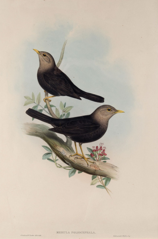 JOHN GOULD [1804-1881], Grey Headed Blackbird – Merula Poliocephala, hand-coloured lithograph from “Birds of Australia”, 1848 - 1869, 50 x 32cm .