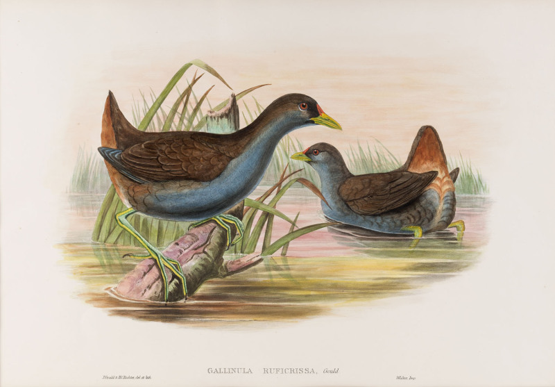 JOHN GOULD [1804-1881], Roufus Gallinule – Gallinula Ruficrissa , hand-coloured lithograph from “Birds of Australia”, 1848 - 1869, 32 x 44cm.