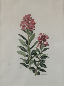 ELSIE MARGARET STONES [1920 - 2018], Escallonia rubra. var macrantha (Crimson Spire), watercolour, signed in ink, 24 x 17cm.