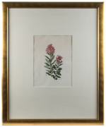 ELSIE MARGARET STONES [1920 - 2018], Escallonia rubra. var macrantha (Crimson Spire), watercolour, signed in ink, 24 x 17cm. - 2