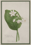 KATHLEEN McARTHUR [1915 - 2001], "The Brisbane Lily" EURYCLES CUNNINGHAMII, and, DENDROBIUM DELICATUM, watercolours, titled, signed and dated "57" and "59" respectively, 34 x 22cm and 42 x 23cm. (2)