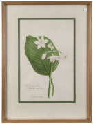 KATHLEEN McARTHUR [1915 - 2001], "The Brisbane Lily" EURYCLES CUNNINGHAMII, and, DENDROBIUM DELICATUM, watercolours, titled, signed and dated "57" and "59" respectively, 34 x 22cm and 42 x 23cm. (2) - 2