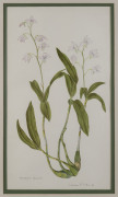 KATHLEEN McARTHUR [1915 - 2001], "The Brisbane Lily" EURYCLES CUNNINGHAMII, and, DENDROBIUM DELICATUM, watercolours, titled, signed and dated "57" and "59" respectively, 34 x 22cm and 42 x 23cm. (2) - 3