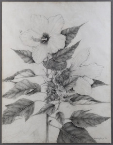 SUSAN MACARTNEY-SNAPE [English, born 1957], [Hibiscus], pencil drawing, signed and dated 1978, 51 x 38cm.