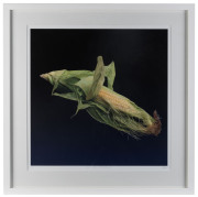 CHIPS MACKINOLTY [born 1954], La Pullanchella (Corn), La Persica Tabacciera (Peach), L'agghia (Garlic), U Ficu (Fig), La Nespula (Loquat), group of five inkjet prints on German etching paper, 2015, titled and editioned (3 or 6 of 19) in lower margins, eac