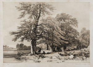 JAMES DUFFIELD HARDING [English, 1798 - 1863], Nine lithographic images, from "The Park and the Forest" - 1841 - printed by Charles Joseph Hullmandel, Beech; Ash, Sycamore and Oak; Scotch Fir; Elm; Wych Elm and Firs; Elm and Birch; Stone Pines; Birch and 