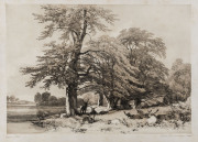 JAMES DUFFIELD HARDING [English, 1798 - 1863], Nine lithographic images, from "The Park and the Forest" - 1841 - printed by Charles Joseph Hullmandel, Beech; Ash, Sycamore and Oak; Scotch Fir; Elm; Wych Elm and Firs; Elm and Birch; Stone Pines; Birch and