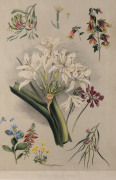 BOTANICAL ETCHINGS, LITHOGRAPHS & ORIGINAL ARTWORKS: A diverse group, including 3 framed, the remainder attractively mounted. Various sizes. Includes some very early examples. (29 items)