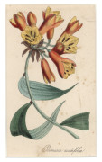 BOTANICAL ETCHINGS, LITHOGRAPHS & ORIGINAL ARTWORKS: A diverse group, including 3 framed, the remainder attractively mounted. Various sizes. Includes some very early examples. (29 items) - 2