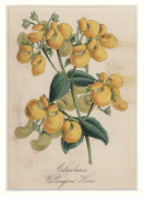 BOTANICAL ETCHINGS, LITHOGRAPHS & ORIGINAL ARTWORKS: A diverse group, including 3 framed, the remainder attractively mounted. Various sizes. Includes some very early examples. (29 items) - 3