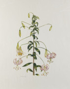 BOTANICAL ETCHINGS, LITHOGRAPHS & ORIGINAL ARTWORKS: A diverse group, including 3 framed, the remainder attractively mounted. Various sizes. Includes some very early examples. (29 items) - 5