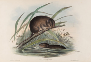JOHN GOULD [1804-1881], Dusky-footed Rat - Mus Fuscipes, hand-coloured lithograph from “The Mammals of Australia”, 1845 - 1863, 34 x 48cm. and, JOHN GOULD [1804-1881], Fulvous Beaver Rat - Hydromys Fulvolavatus, hand-coloured lithograph from “The Mammal
