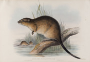 JOHN GOULD [1804-1881], Dusky-footed Rat - Mus Fuscipes, hand-coloured lithograph from “The Mammals of Australia”, 1845 - 1863, 34 x 48cm. and, JOHN GOULD [1804-1881], Fulvous Beaver Rat - Hydromys Fulvolavatus, hand-coloured lithograph from “The Mammal - 2