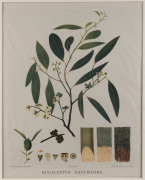 H. BARRETT, Eucalyptus pauciflora, Chromolithograph (from "The Forest Flora of South Australia"), 1882-1890, 47 x 35cm.