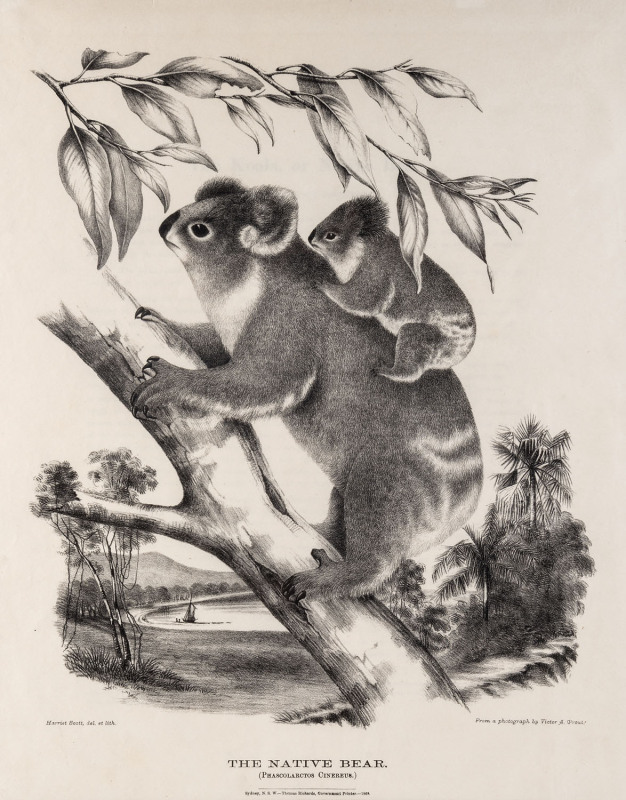 GERARD KREFFT [1830 – 1881], The Native Bear (Phascolasctos Cinereus), lithograph from "Mammals of Australia", 1871, illustrated by Helene Scott and Harriett Morgan, 40 x 32cm.