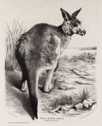 GERARD KREFFT [1830 – 1881], The Kangaroo (Macropus Major), lithograph from "Mammals of Australia", 1871, illustrated by Helene Scott and Harriett Morgan, 36 x 28cm.