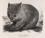 GERARD KREFFT [1830 – 1881], The Wombat (Phascolomys Wombat), lithograph from "Mammals of Australia", 1871, illustrated by Helene Scott and Harriett Morgan, 33 x 39cm.