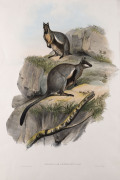 JOHN GOULD [1804-1881], Stripe-sided Rock Wallaby - Petrogale Lateralis, hand-coloured lithograph from “The Mammals of Australia”, 1845 - 1863, 34 x 48cm.