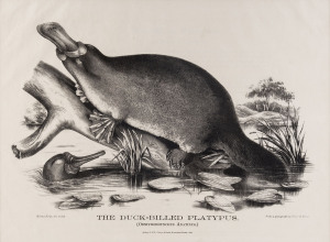 GERARD KREFFT [1830 – 1881], The Platypus (Ornithorynchus Anatinus), lithograph from "Mammals of Australia", 1871, illustrated by Helene Scott and Harriett Morgan, 29 x 41cm.