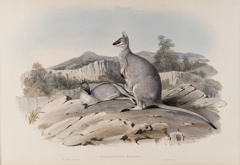 JOHN GOULD [1804-1881], Parry's Wallaby - Halmaturus Parryi, hand-coloured lithograph from “The Mammals of Australia”, 1845 - 1863, 34 x 48cm.