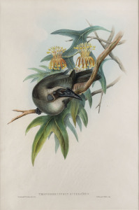 JOHN GOULD [1804-1881], Helmeted Honey Eater – Tropidorynchus Buceroides, hand-coloured lithograph from “Birds of Australia”, 1848 - 1869, 51 x 34cm (accompanied by the original descriptive sheet).