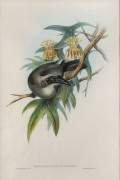 JOHN GOULD [1804-1881], Helmeted Honey Eater – Tropidorynchus Buceroides, hand-coloured lithograph from “Birds of Australia”, 1848 - 1869, 51 x 34cm (accompanied by the original descriptive sheet).