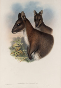 JOHN GOULD [1804-1881], Pademelon Wallaby - Halmaturus Thetidis, hand-coloured lithograph from “The Mammals of Australia”, 1845 - 1863, 50 x 33cm.