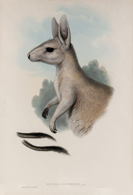 JOHN GOULD [1804-1881], Northern Nail Tailed Kangaroo - Onychogalea Unguifer, hand-coloured lithograph from “The Mammals of Australia”, 1845 - 1863, 50 x 32cm.