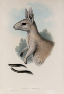 JOHN GOULD [1804-1881], Northern Nail Tailed Kangaroo - Onychogalea Unguifer, hand-coloured lithograph from “The Mammals of Australia”, 1845 - 1863, 50 x 32cm.