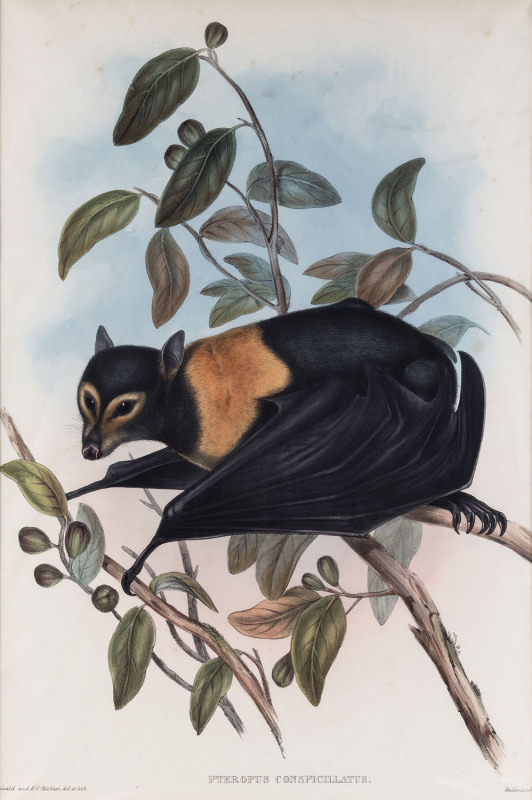 JOHN GOULD [1804-1881], Spectacled Vampyre - Pteropus Conspicillatus, hand-coloured lithograph from “The Mammals of Australia”, 1845 - 1863, 49 x 34cm (with descriptive sheet).