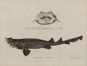 PETER MAZELL [1759 - 1797], Watts's Shark. 1789, copper engraving hand coloured, 18 x 23cm, also, Caspian Tern, 24 x 17cm, From Governor Arthur Phillip's, "Voyage to Botany Bay." "This fish was met with in Sydney Cove, Port Jackson, by Lieutenant Watts, 